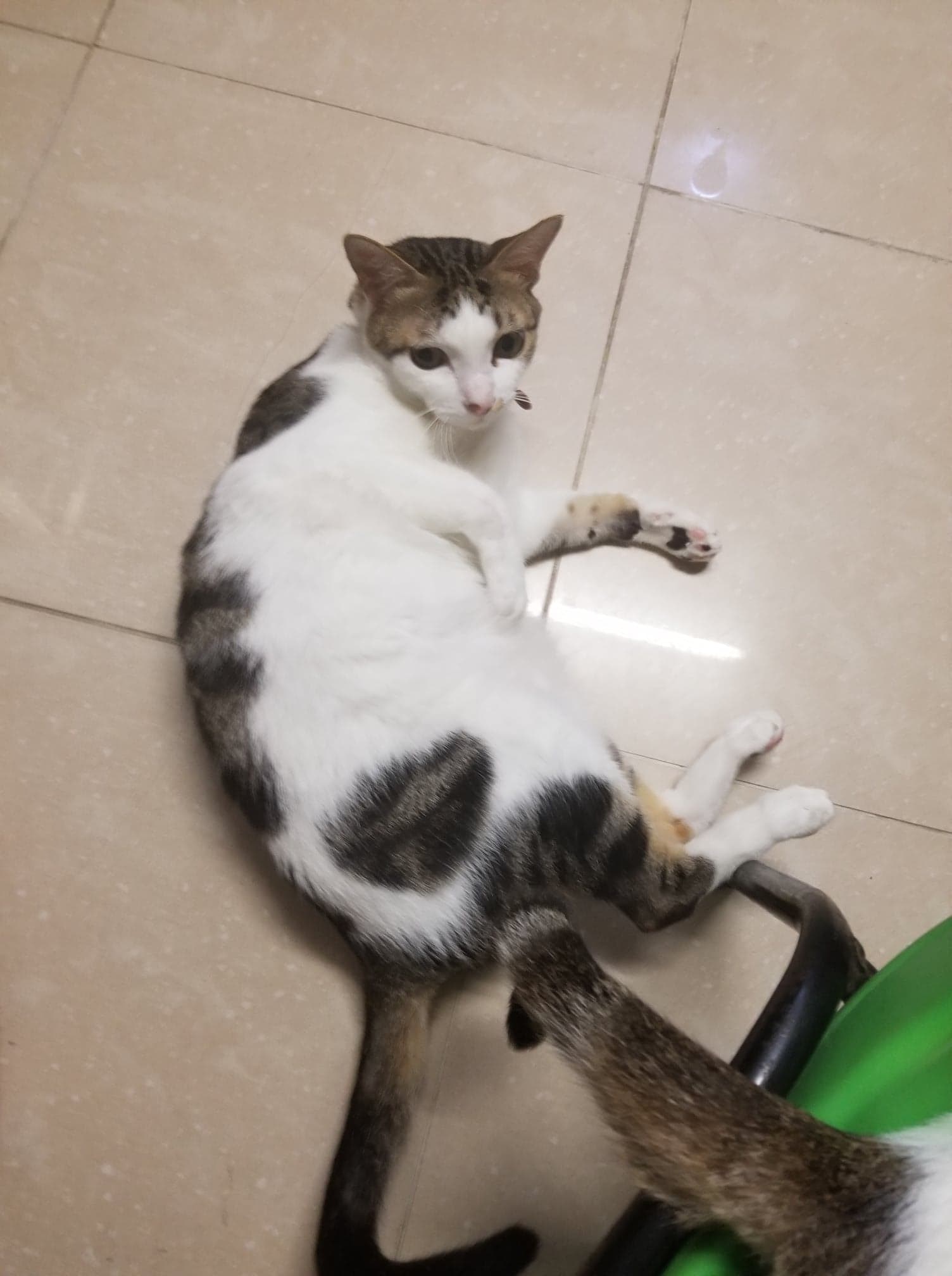 如任何人有包包的消息請通知Coco。(受訪者提供) 如任何人有包包的消息請通知Coco。(受訪者提供)