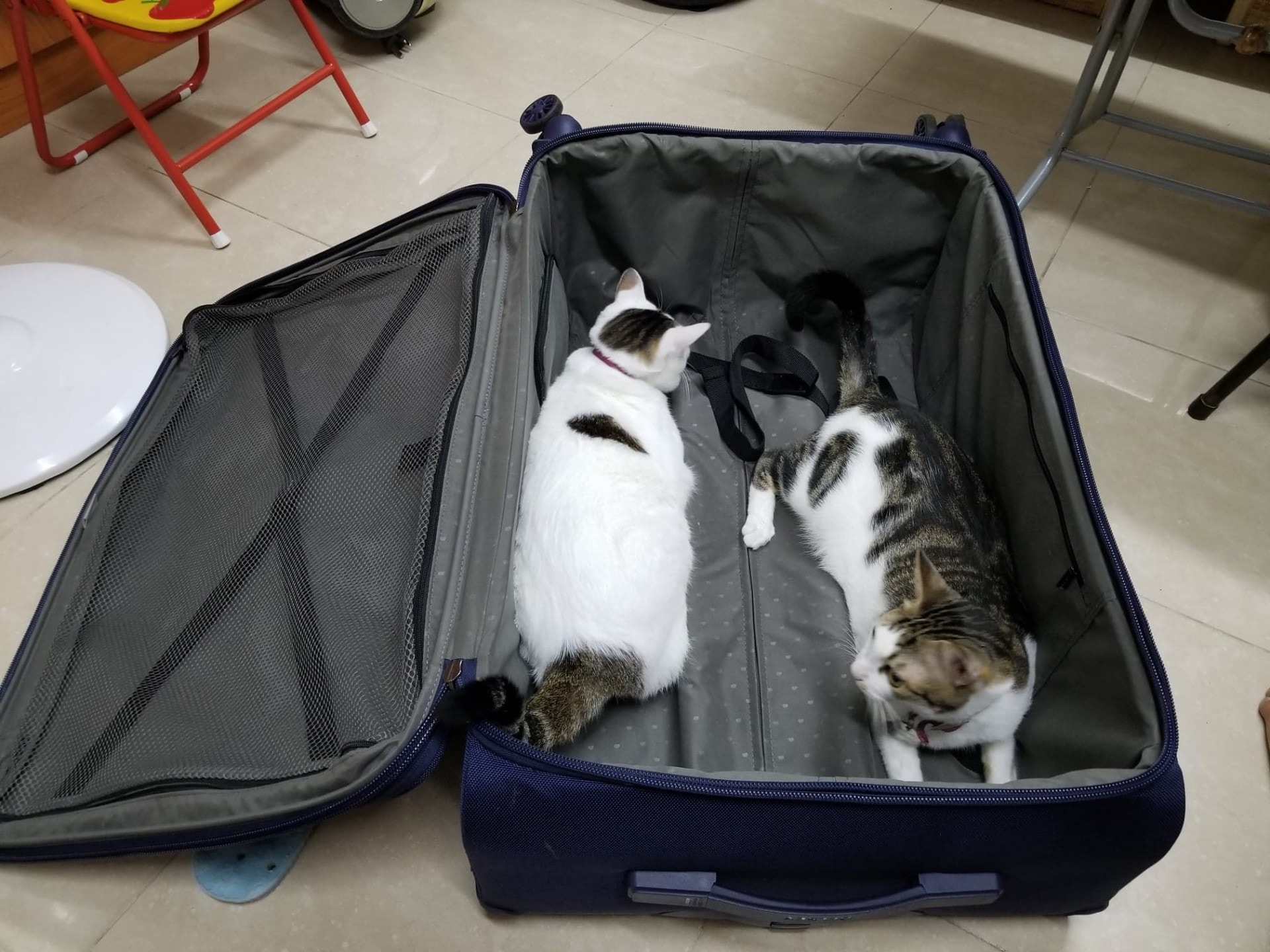 Coco家裡還有另一隻貓。（受訪者提供）