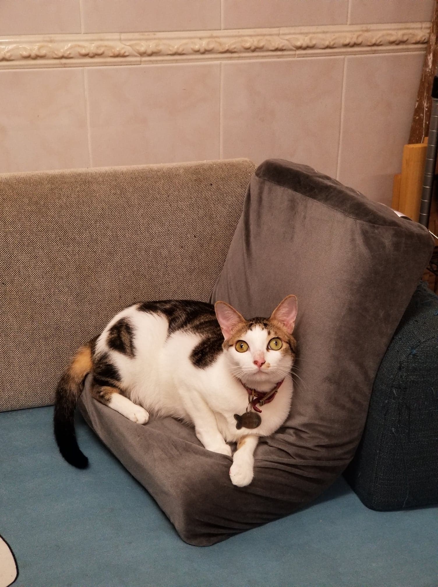 現年3歲的包包日前在粉嶺住所走失。(受訪者提供) 現年3歲的包包日前在粉嶺住所走失。(受訪者提供)