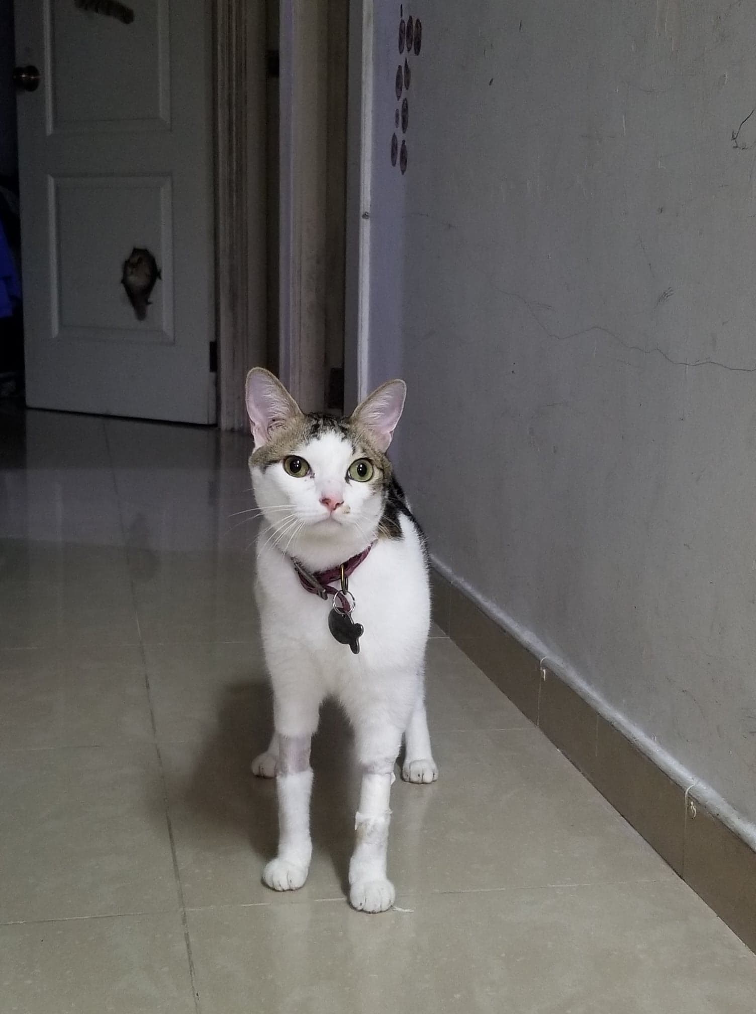 近日肚和前手局部有剃毛。(受訪者提供) 近日肚和前手局部有剃毛。(受訪者提供)