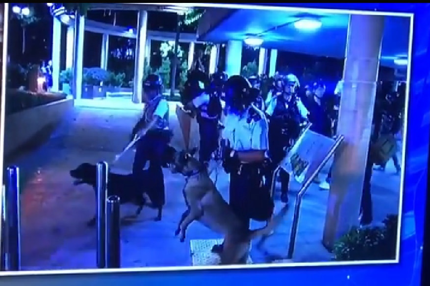 (Facebook@Animal Saver HK) (Facebook@Animal Saver HK)