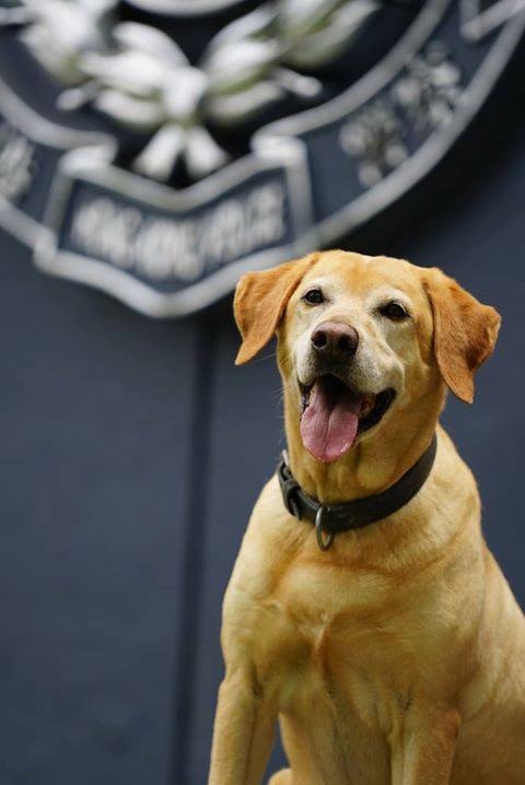 退役緝毒犬Barry的身體狀況欠佳,關節大多有勞損,領養人Jess指「五勞七傷」。(facebook圖片:警犬巴打Barry) 退役緝毒犬Barry的身體狀況欠佳,關節大多有勞損,領養人Jess指「五勞七傷」。(facebook圖片:警犬巴打Barry)