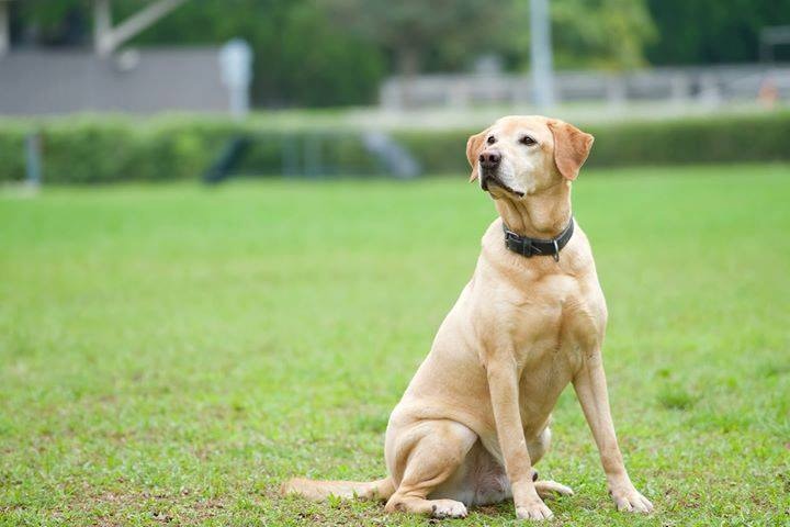 2017年12月,Barry參與了警隊的「警犬領養計劃」,遂被新主人Jess收養。(facebook圖片:警犬巴打Barry) 2017年12月,Barry參與了警隊的「警犬領養計劃」,遂被新主人Jess收養。(facebook圖片:警犬巴打Barry)