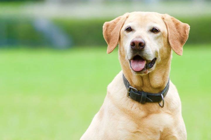 早在Barry服役期間,牠偶爾也會出現腳軟的情況,或許正是患胸腔腫瘤的先兆。(facebook圖片:警犬巴打Barry) 早在Barry服役期間,牠偶爾也會出現腳軟的情況,或許正是患胸腔腫瘤的先兆。(facebook圖片:警犬巴打Barry)