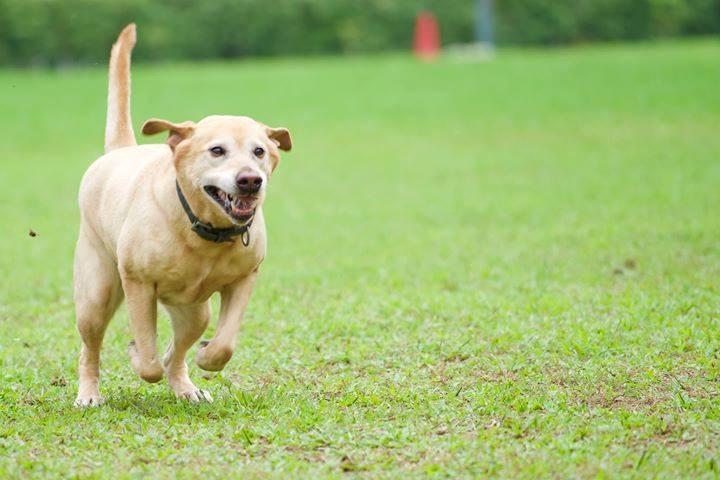 Barry在任期間曾經屢次勇破大案,功績顯赫。(facebook圖片:警犬巴打Barry) Barry在任期間曾經屢次勇破大案,功績顯赫。(facebook圖片:警犬巴打Barry)