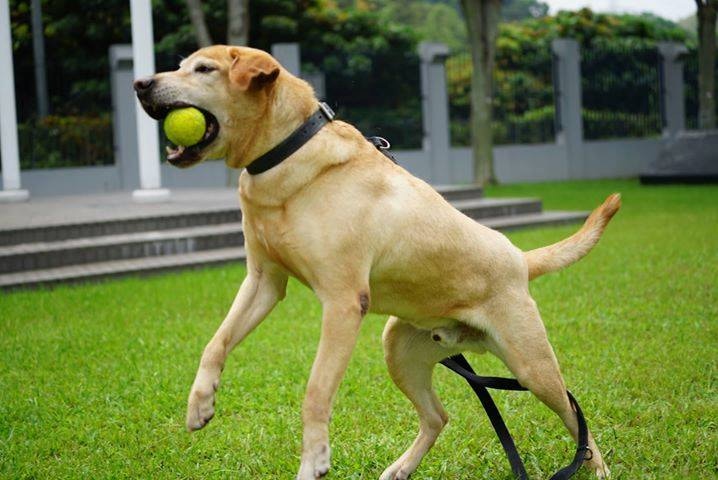 Barry是一頭「靜態緝毒犬」,意思是當牠發現可疑物品時,會以不騷擾人的靜態行為——安靜地坐在藏有可疑物品的位置或人前,讓領犬員知道可疑物品的收藏位置。(facebook圖片:警犬巴打Barry) Barry是一頭「靜態緝毒犬」,意思是當牠發現可疑物品時,會以不騷擾人的靜態行為——安靜地坐在藏有可疑物品的位置或人前,讓領犬員知道可疑物品的收藏位置。(facebook圖片:警犬巴打Barry)