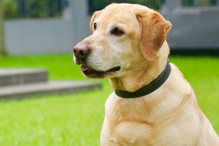 Barry 3歲時已被主人遺棄變成流浪犬,就在宋皇臺附近被漁護署人員捕捉,幸好當年漁護署和警隊有合作計劃,於是Barry就被選中送往警犬隊接受訓練,終於成為一隻出色的『靜態緝毒犬』。(facebook圖片:警犬巴打Barry) Barry 3歲時已被主人遺棄變成流浪犬,就在宋皇臺附近被漁護署人員捕捉,幸好當年漁護署和警隊有合作計劃,於是Barry就被選中送往警犬隊接受訓練,終於成為一隻出色的『靜態緝毒犬』。(facebook圖片:警犬巴打Barry)