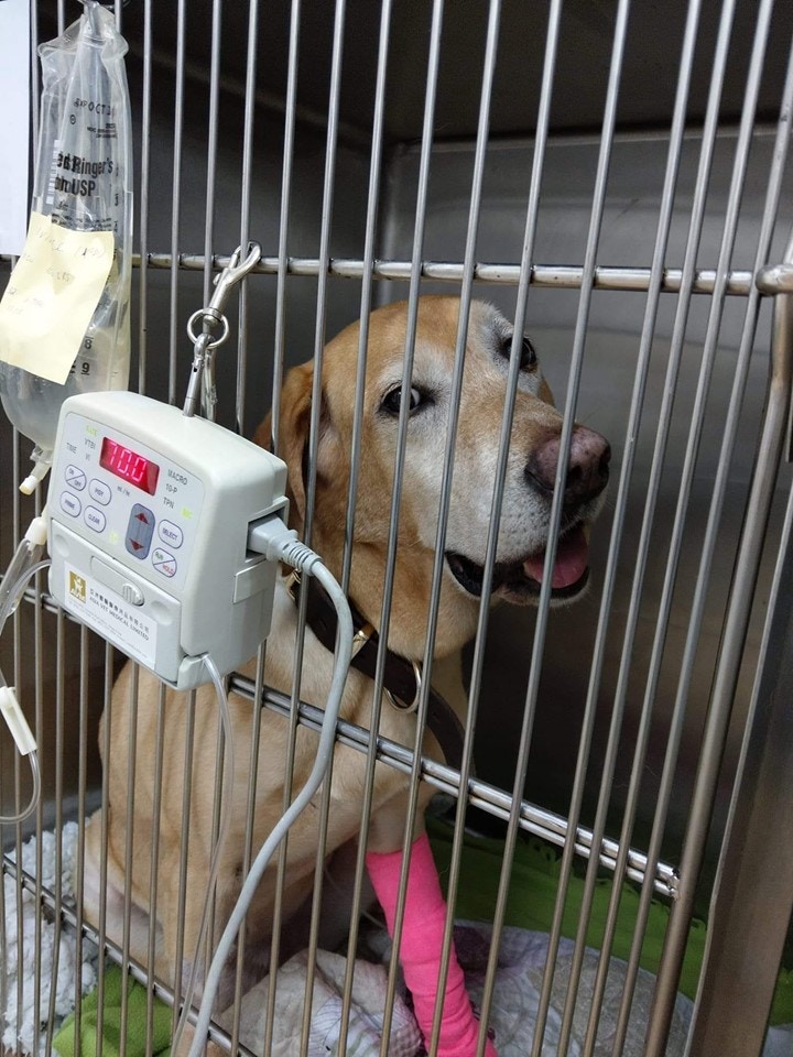 本以為Barry下半生可以安享晚年,但怎料在去年8月時,主人Jess在Facebook專頁「警犬巴打Barry」中指出,Barry被證實胸腔間長了一個腫瘤,(facebook圖片:警犬巴打Barry) 本以為Barry下半生可以安享晚年,但怎料在去年8月時,主人Jess在Facebook專頁「警犬巴打Barry」中指出,Barry被證實胸腔間長了一個腫瘤,(facebook圖片:警犬巴打Barry)