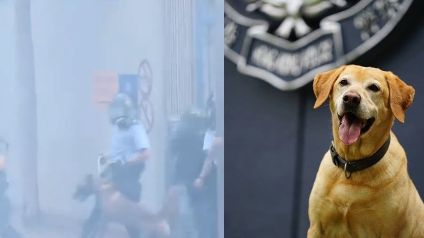 警犬疑吸催淚煙 退役警犬Barry主人批警方:罔顧警犬安全 警犬疑吸催淚煙 退役警犬Barry主人批警方:罔顧警犬安全