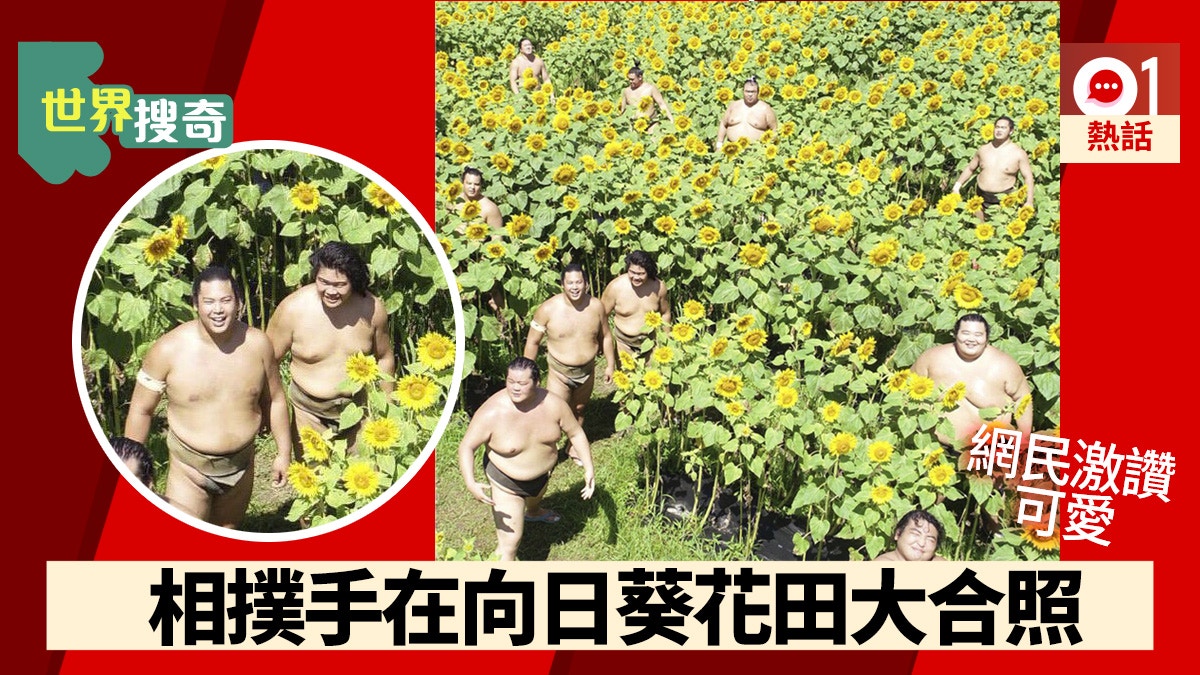 趣一趣 相撲手向日葵花田大合照場面搞笑網民 夏日精靈