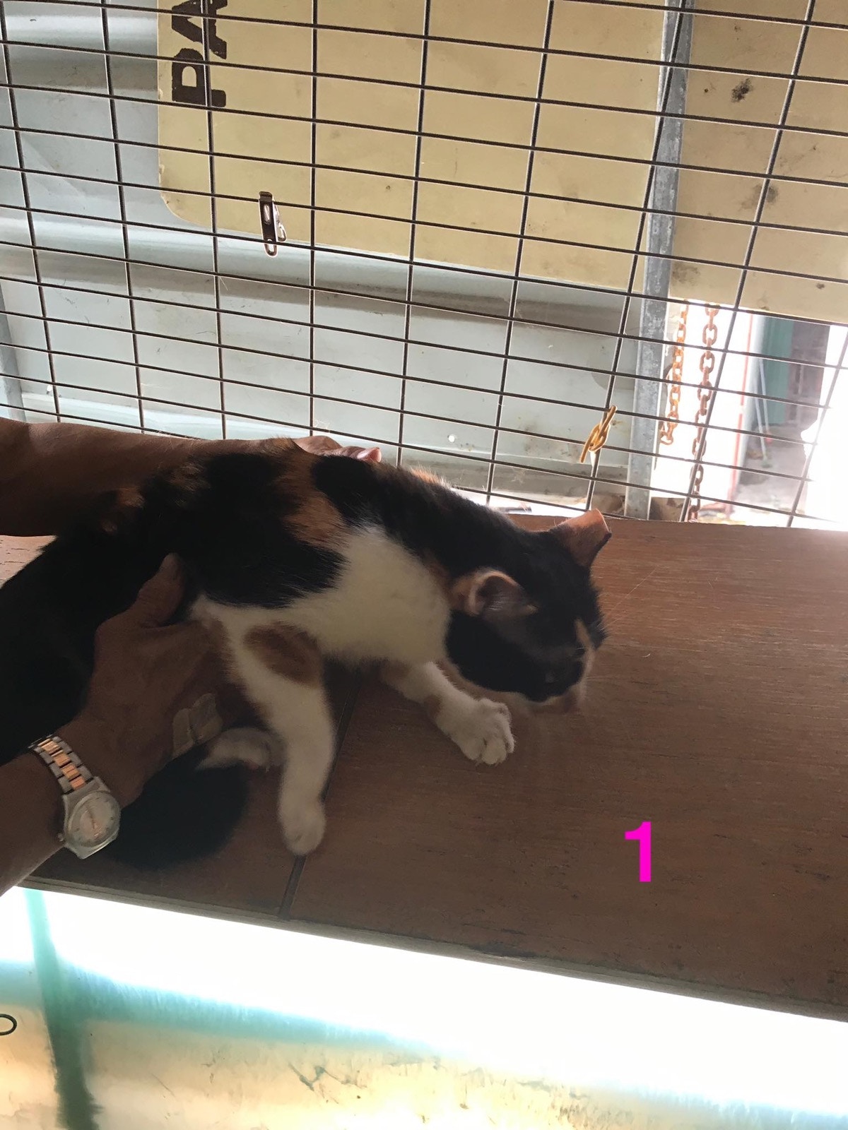 馮太沒有特別為貓咪起名。(義工提供) 馮太沒有特別為貓咪起名。(義工提供)