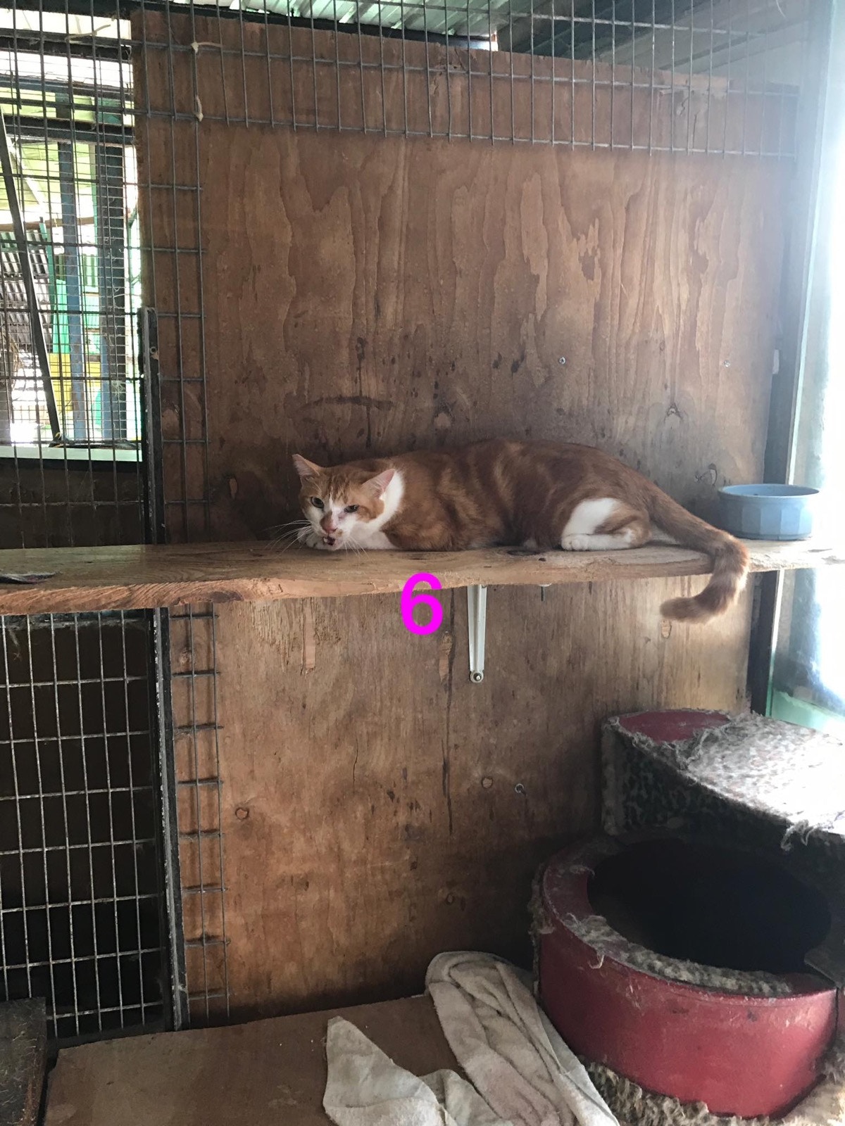 讓牠們可以互相作伴。(義工提供) 讓牠們可以互相作伴。(義工提供)