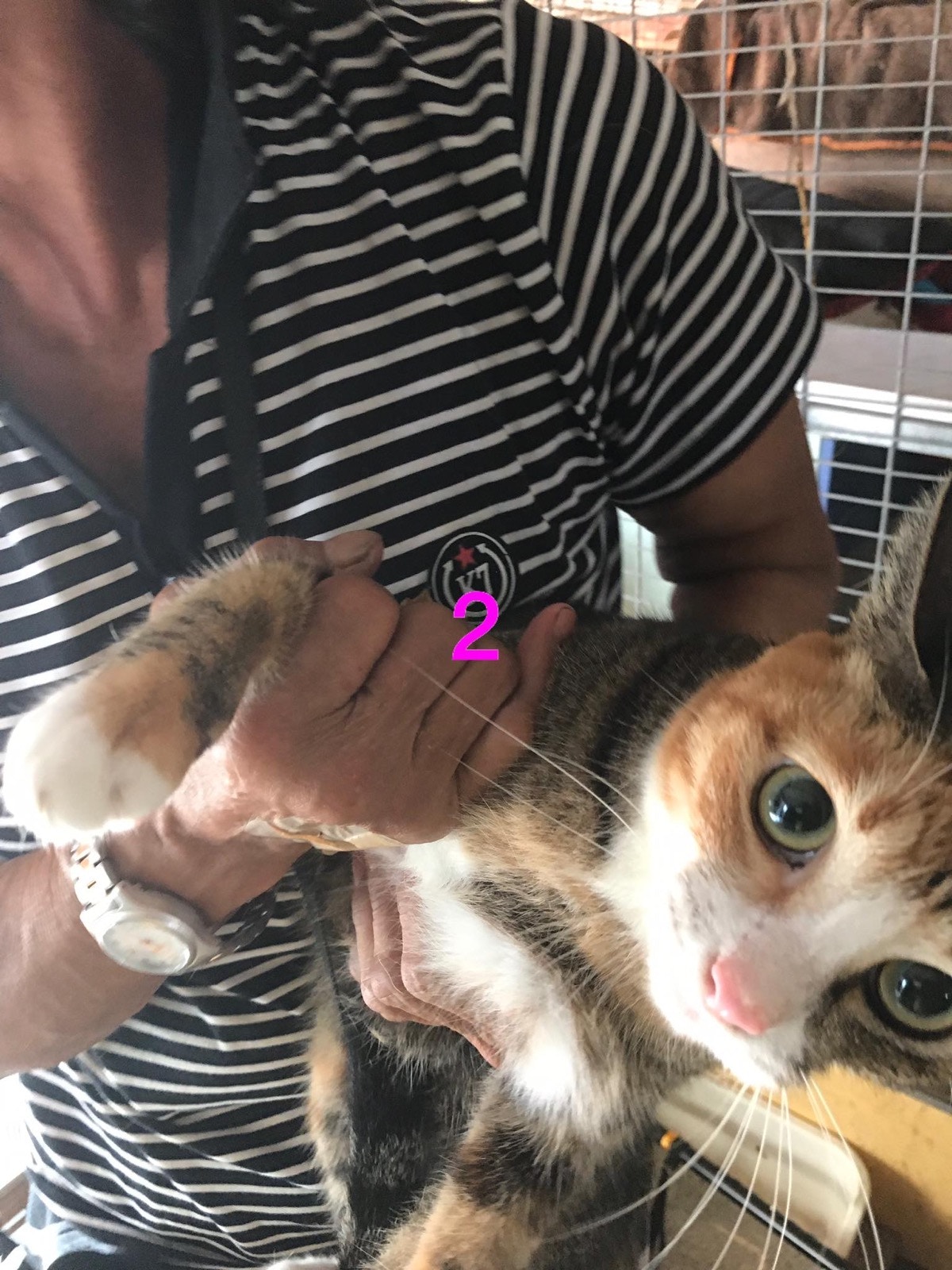 每隻貓都已經絕育。(義工提供) 每隻貓都已經絕育。(義工提供)