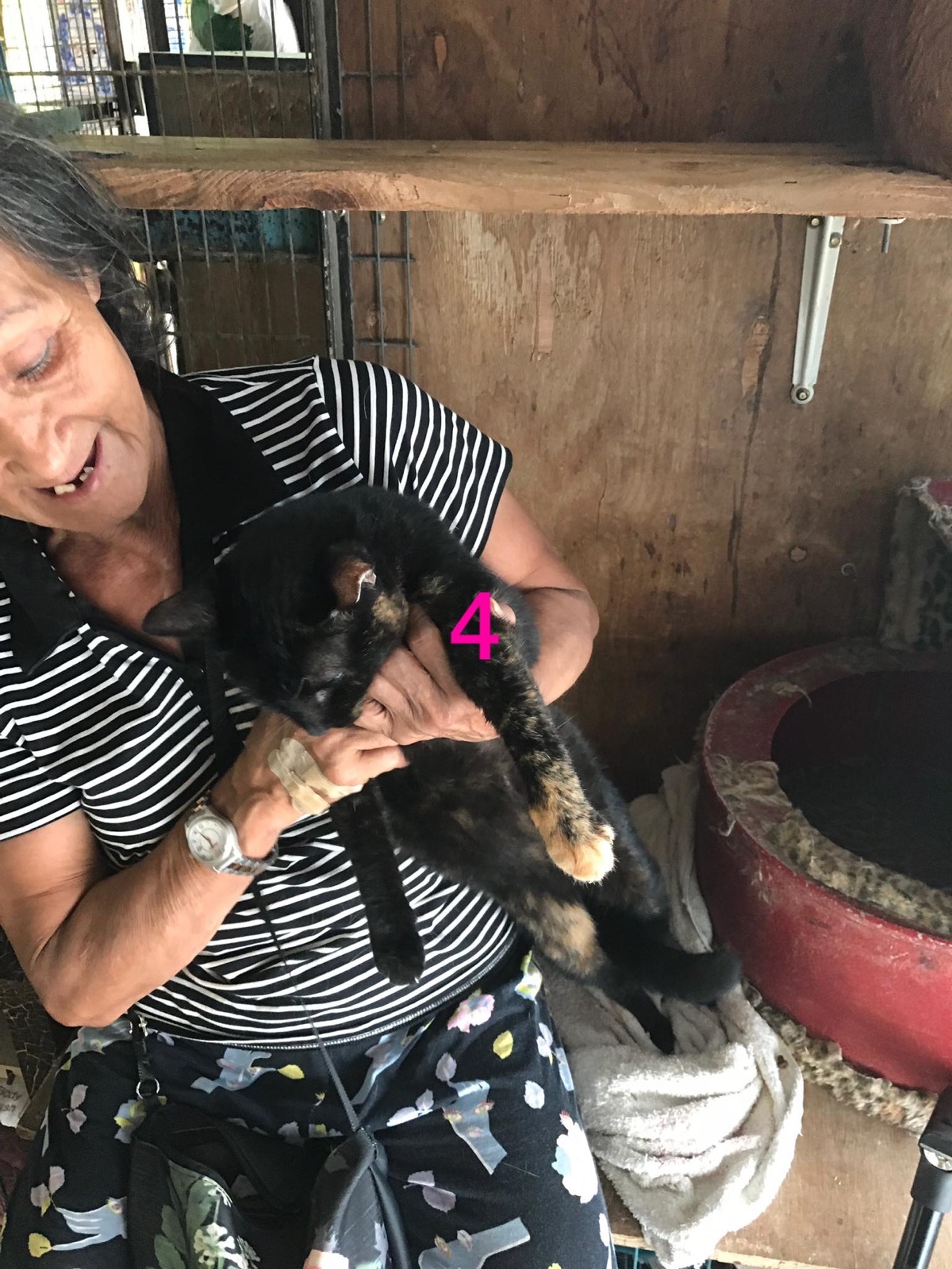 年紀約為5、6歲。(義工提供) 年紀約為5、6歲。(義工提供)