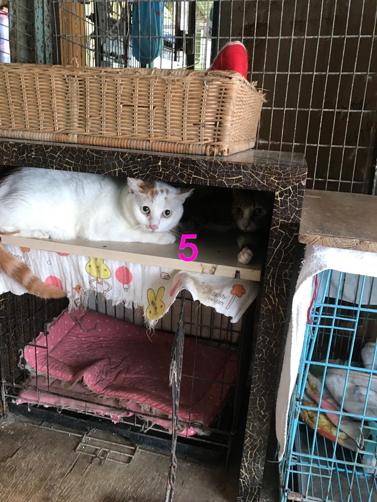 馮太希望領養者可以同時領養2隻。(義工提供) 馮太希望領養者可以同時領養2隻。(義工提供)