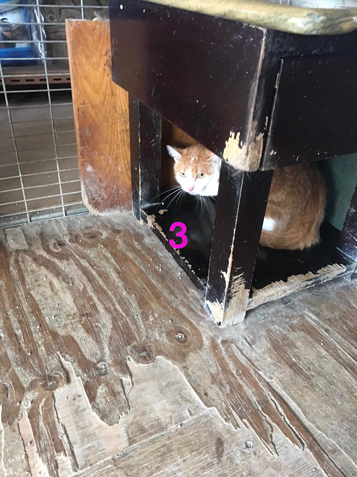 牠們的性別有男有女。(義工提供) 牠們的性別有男有女。(義工提供)