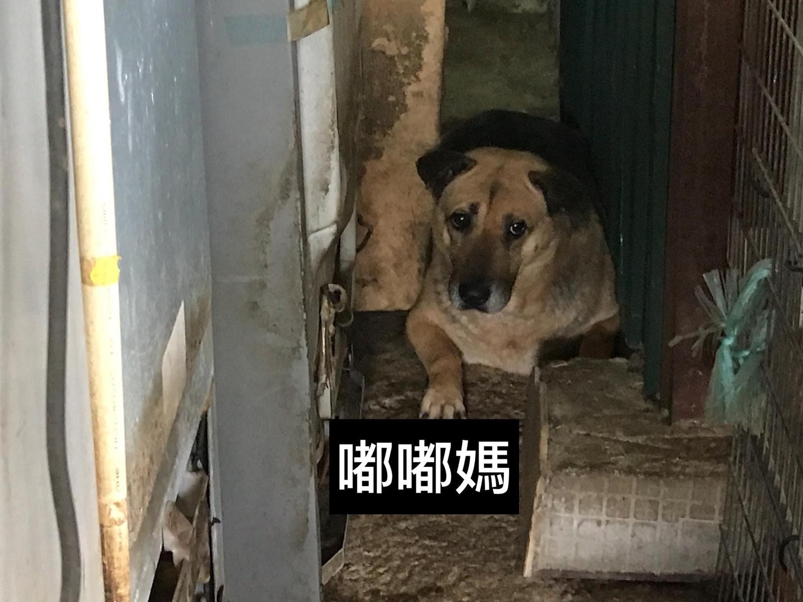 場內有多隻流浪狗:嘟嘟媽。(義工提供) 場內有多隻流浪狗:嘟嘟媽。(義工提供)