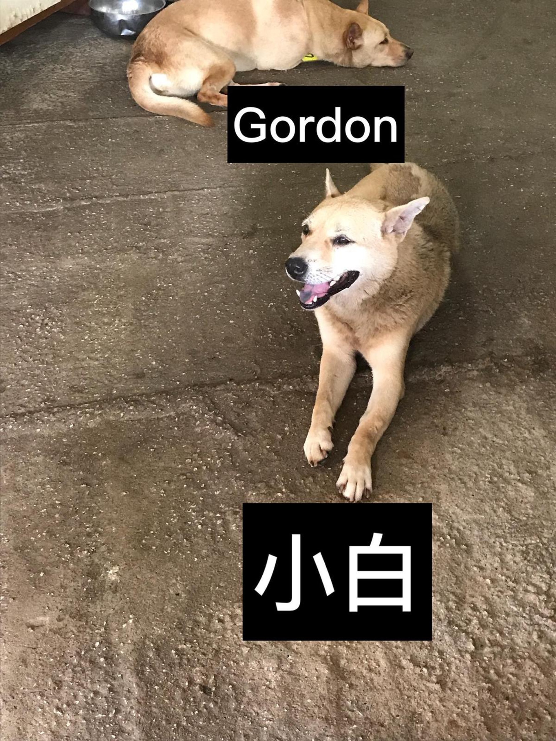 場內有多隻流浪狗：Gordon、小白。（義工提供）