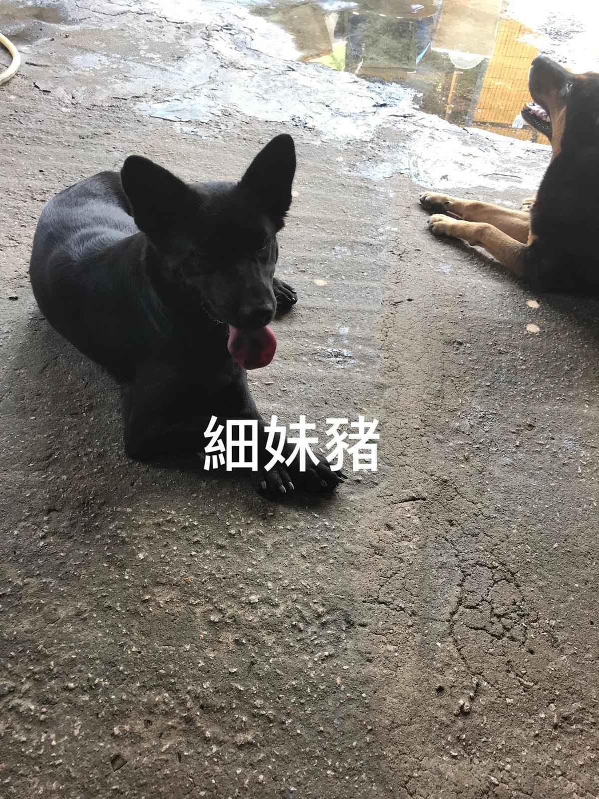 場內有多隻流浪狗：細妹豬。（義工提供）