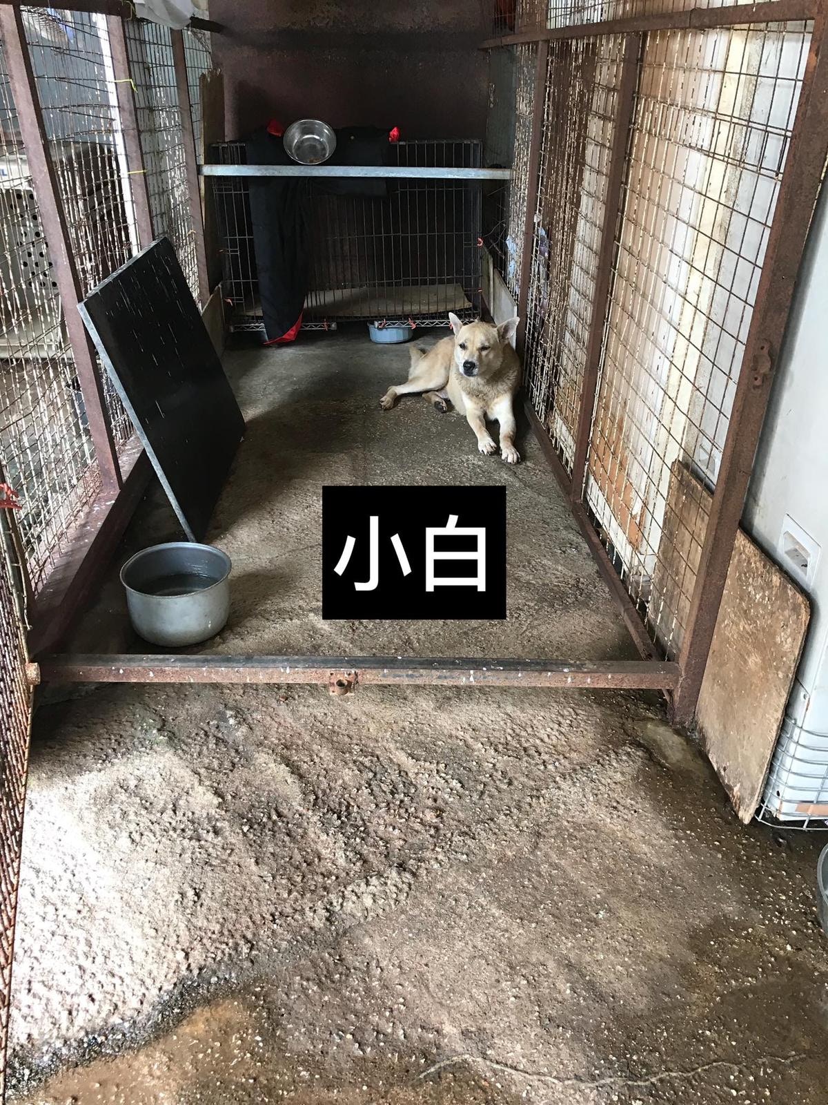 場內有多隻流浪狗:小白。(義工提供) 場內有多隻流浪狗:小白。(義工提供)