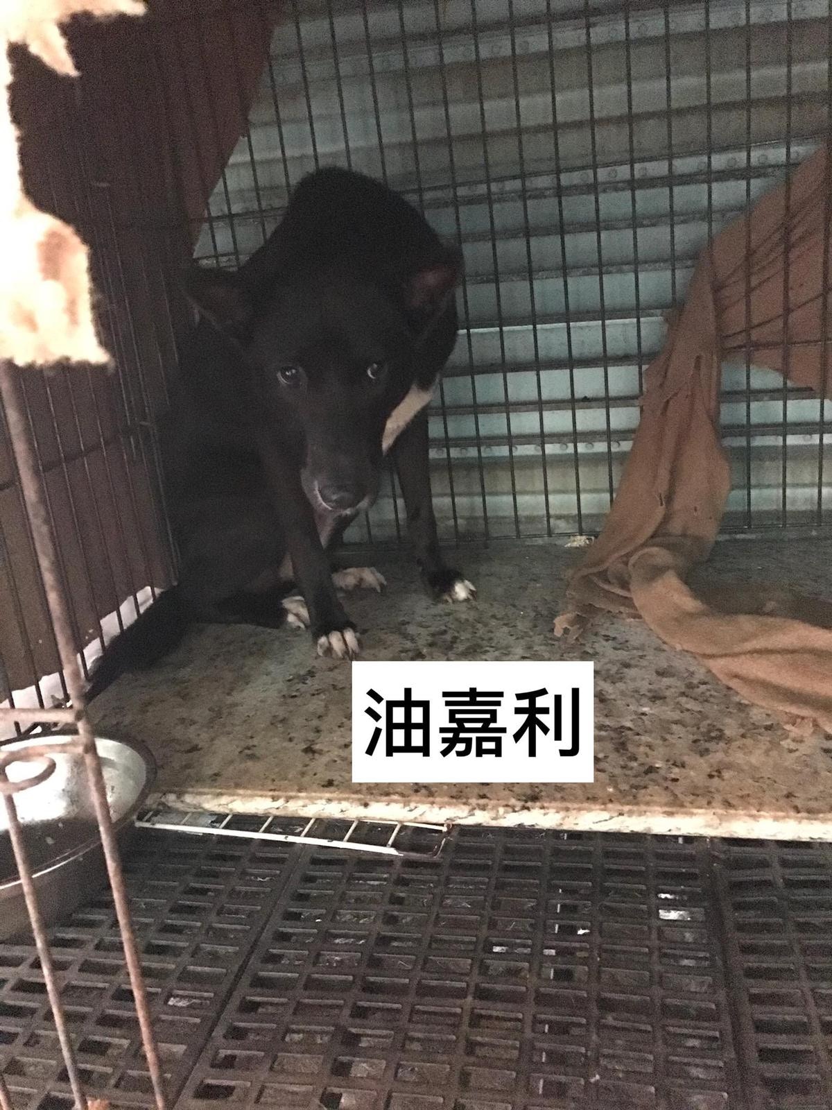 場內有多隻流浪狗：油嘉利。（義工提供）