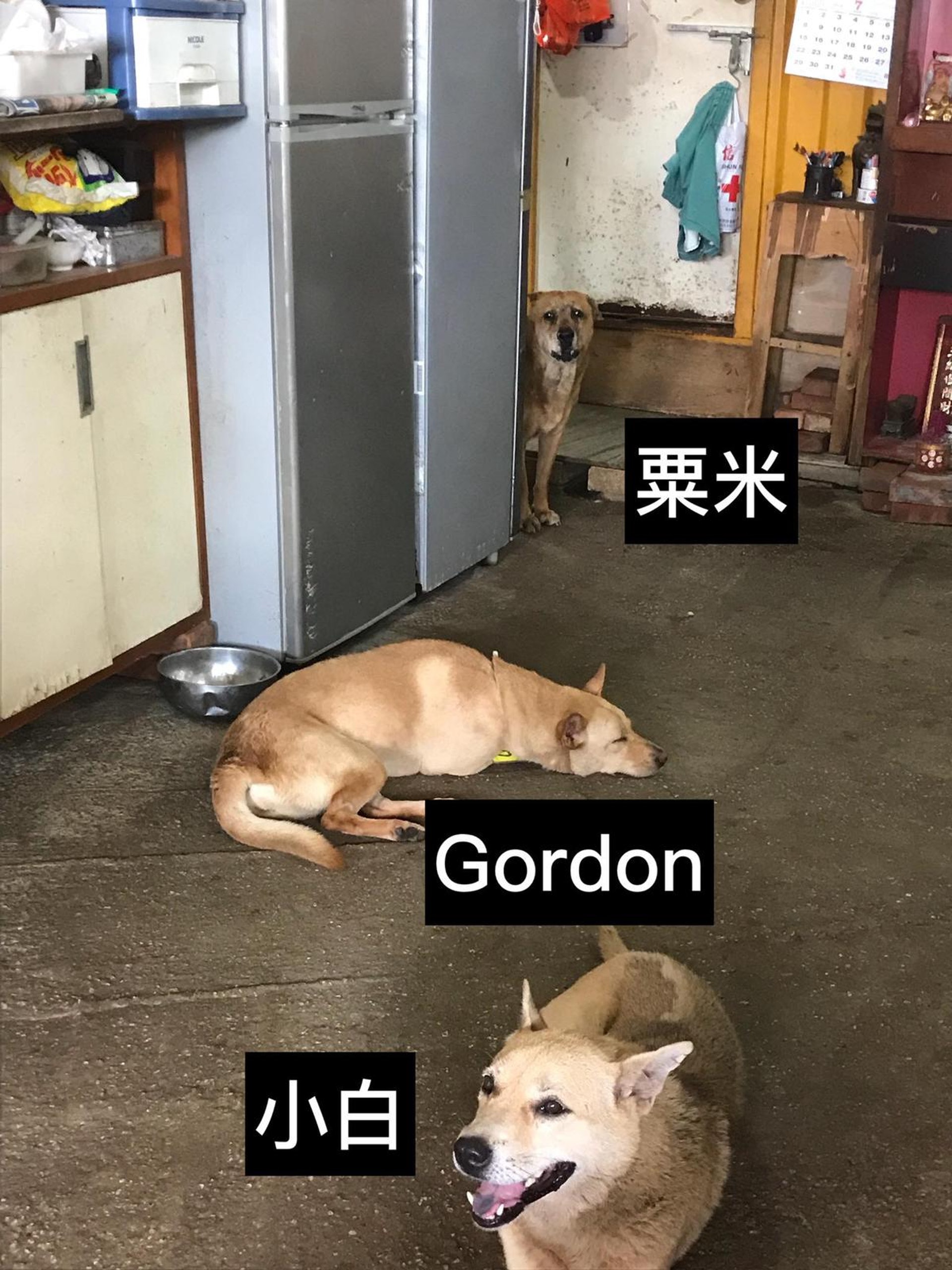 場內有多隻流浪狗：粟米、Gordon、小白。（義工提供）