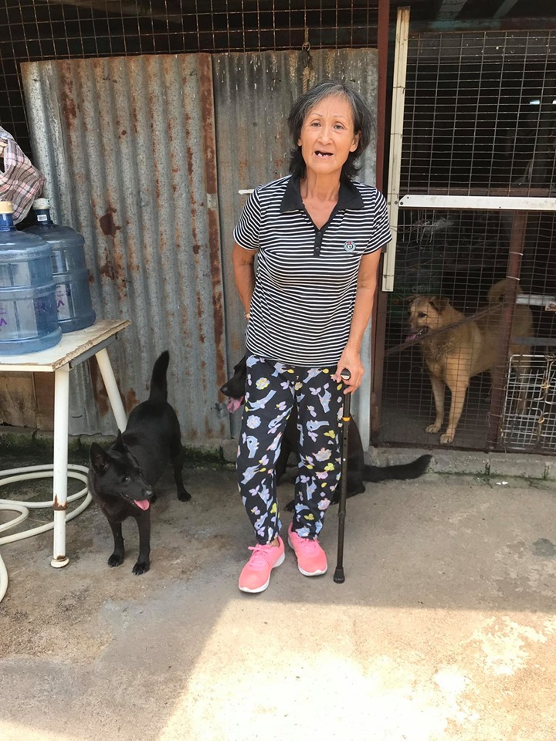 馮太近年不良於行,需手執拐杖幫助走路。(facebook圖片:馮太狗場) 馮太近年不良於行,需手執拐杖幫助走路。(facebook圖片:馮太狗場)