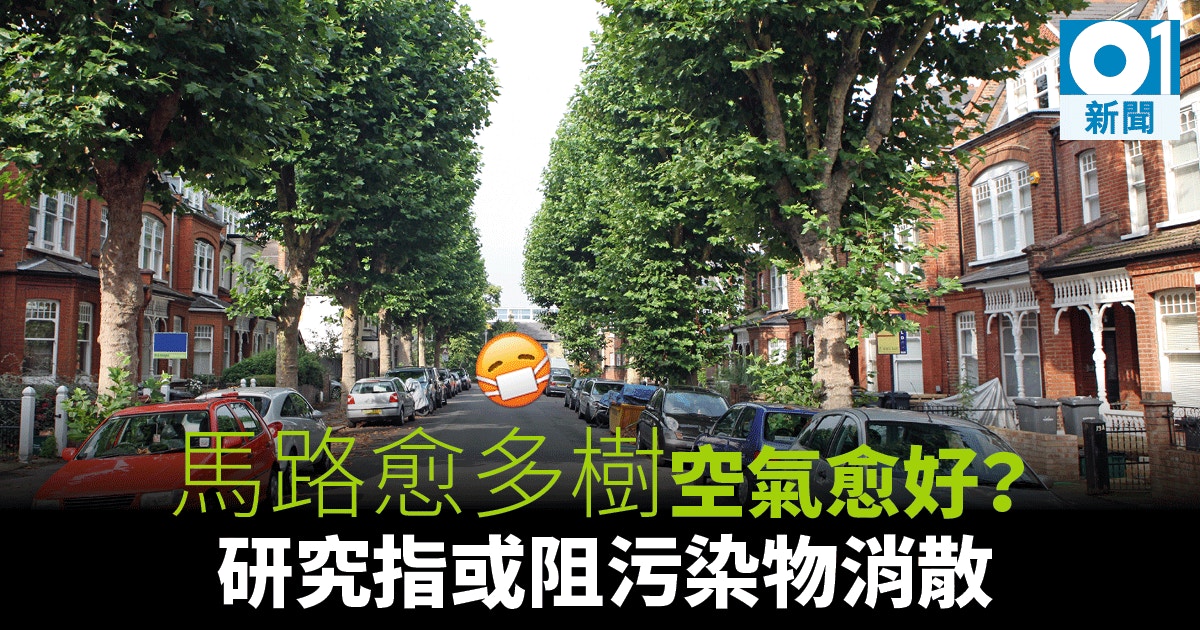 枝繁葉茂 是元兇 街邊大樹或增空氣污染 香港01 即時國際