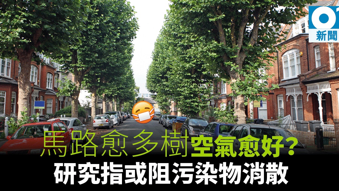 枝繁葉茂 是元兇 街邊大樹或增空氣污染 香港01 即時國際 枝繁葉茂 是元兇 街邊大樹或增空氣污染 香港01 即時國際