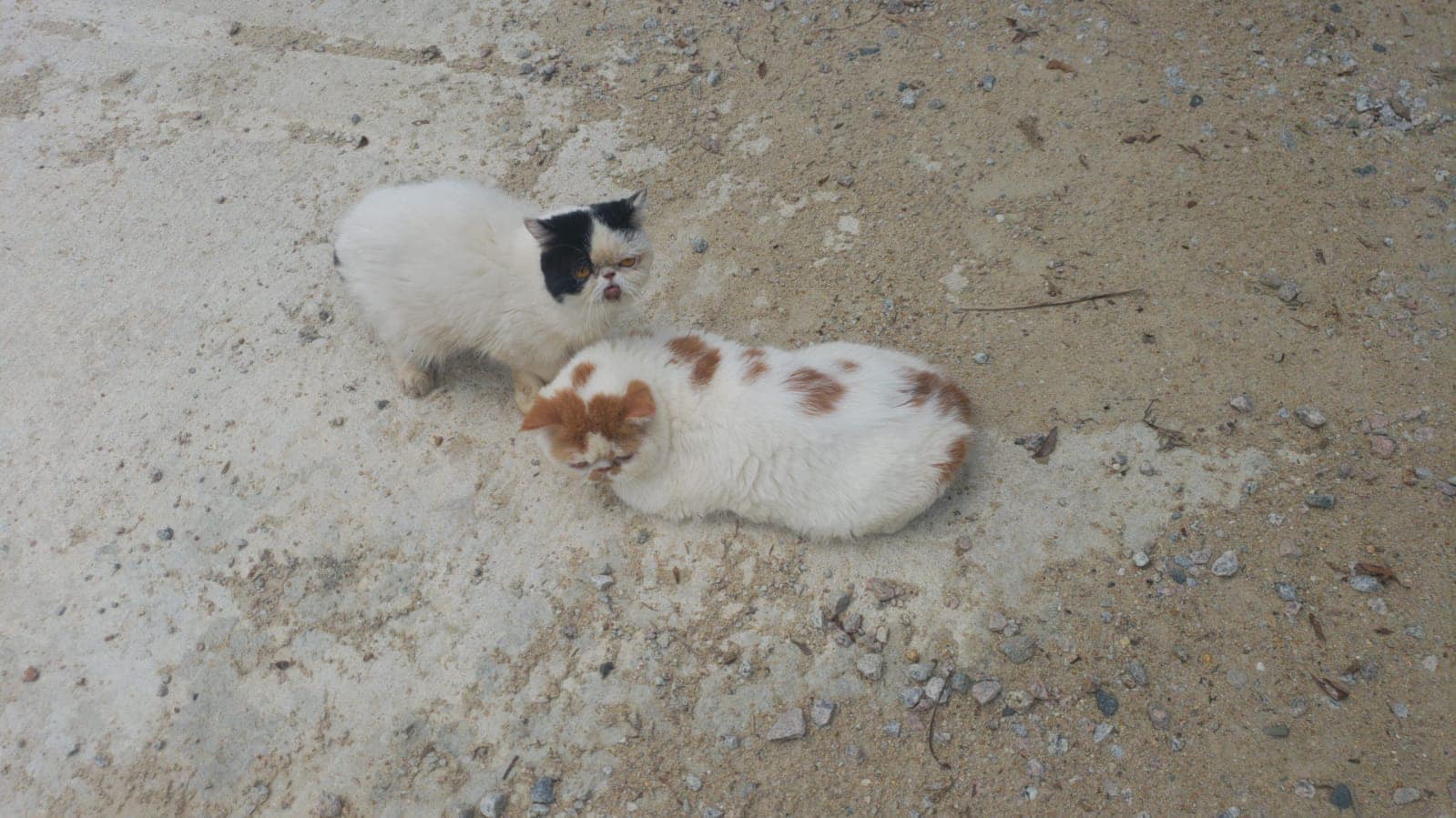 昨日(8月15日),有兩名男子把兩隻貓咪遺棄於元朗崇山新村觀佛寺前。(受訪者提供) 昨日(8月15日),有兩名男子把兩隻貓咪遺棄於元朗崇山新村觀佛寺前。(受訪者提供)
