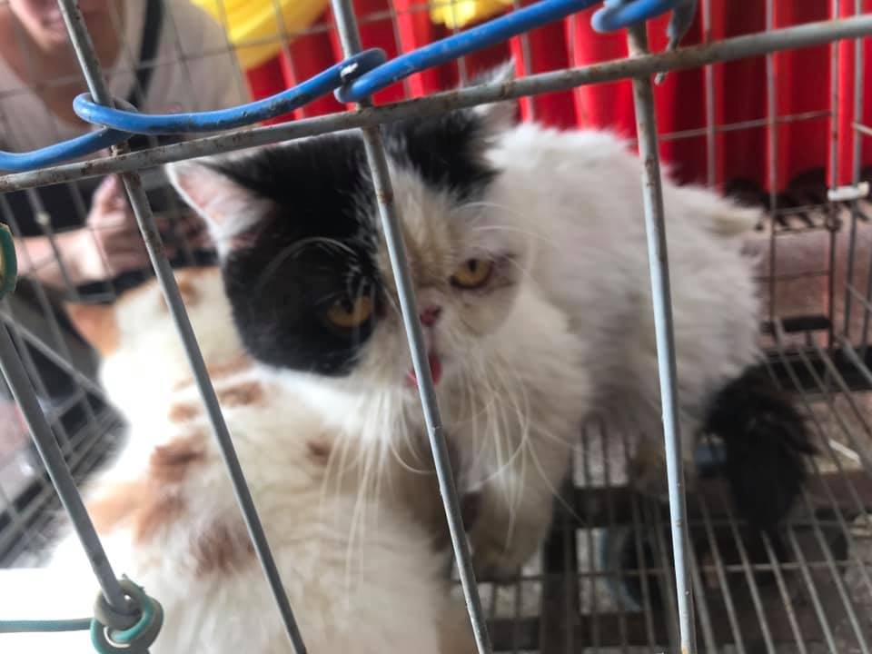 Alan與兩位貓友隨後帶貓到獸醫診所,接受醫生檢查。(受訪者提供) Alan與兩位貓友隨後帶貓到獸醫診所,接受醫生檢查。(受訪者提供)