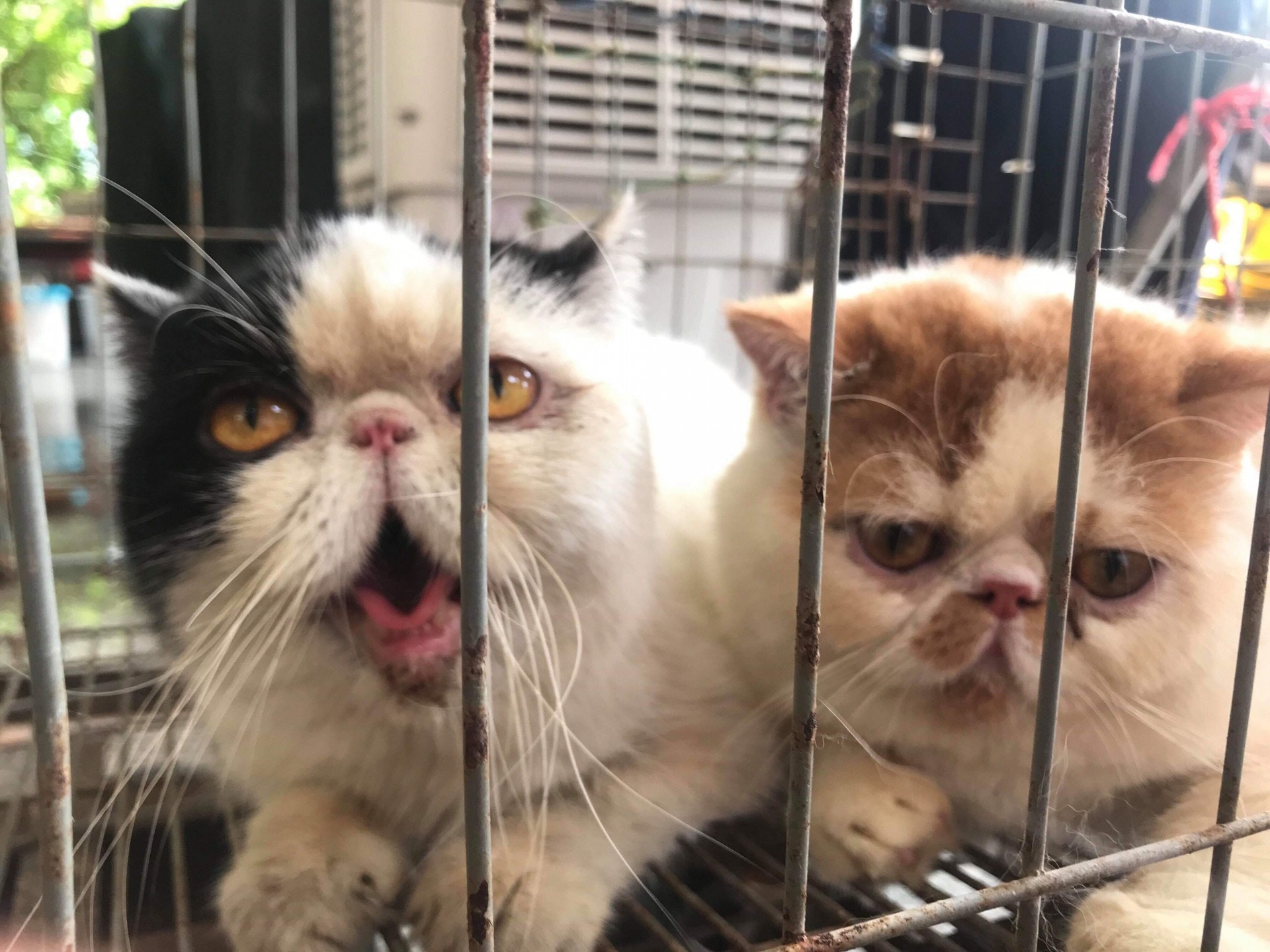 醫生指,兩隻均為異國短毛貓,並且無絕育。(受訪者提供) 醫生指,兩隻均為異國短毛貓,並且無絕育。(受訪者提供)