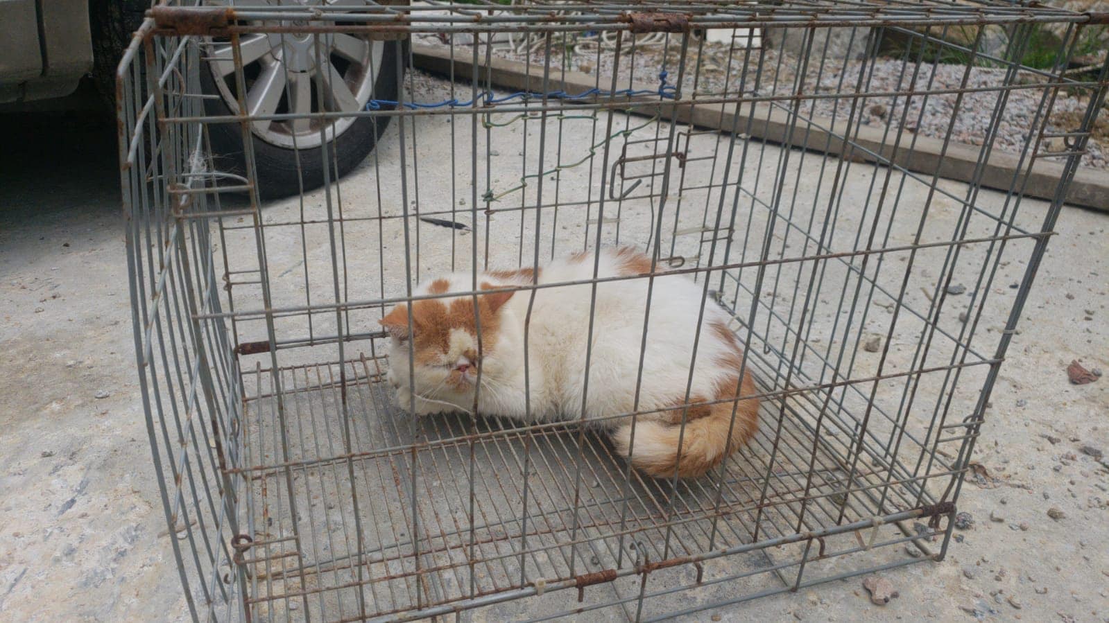 橘白貓首先被救出。(受訪者提供) 橘白貓首先被救出。(受訪者提供)