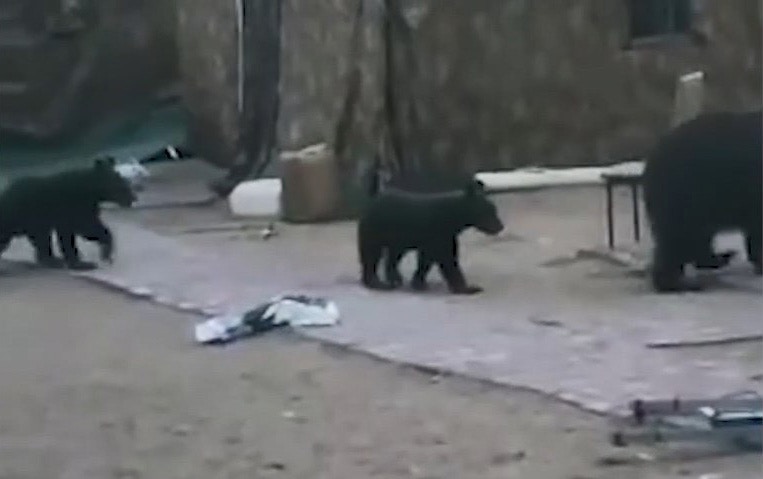 母熊拖熊仔闖內蒙駐防點搵食倉庫得即食麵嬲到拆帳篷發泄