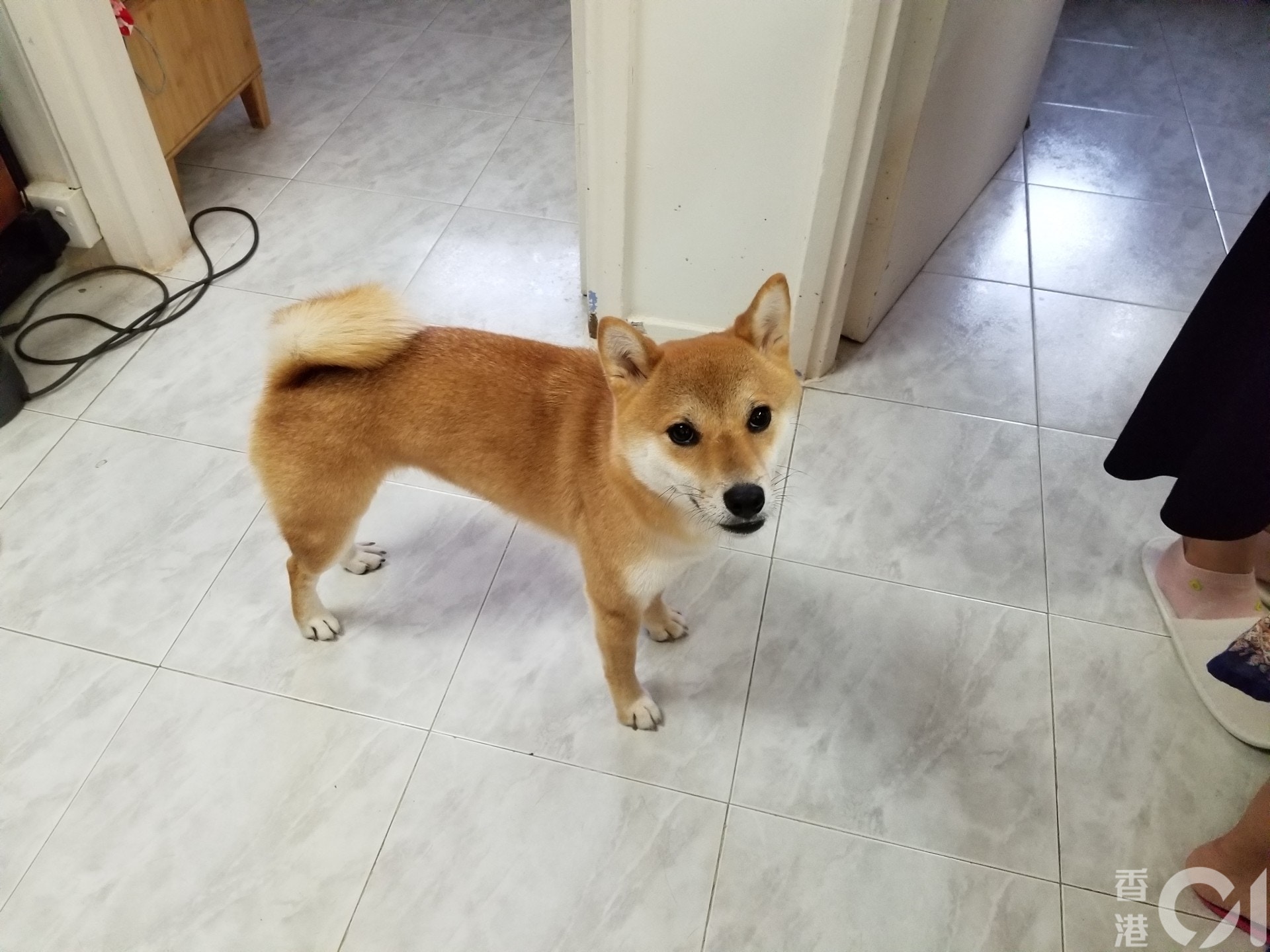 兩歲半的柴柴疑因吸入殘留催淚煙後出現上呼吸道感染。(王譯揚攝) 兩歲半的柴柴疑因吸入殘留催淚煙後出現上呼吸道感染。(王譯揚攝)