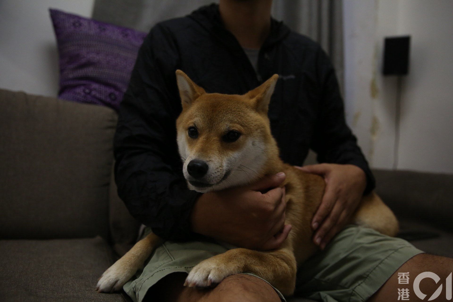 柴柴生病後失去活力,靜靜地躺在主人懷中休息。(王譯揚攝) 柴柴生病後失去活力,靜靜地躺在主人懷中休息。(王譯揚攝)