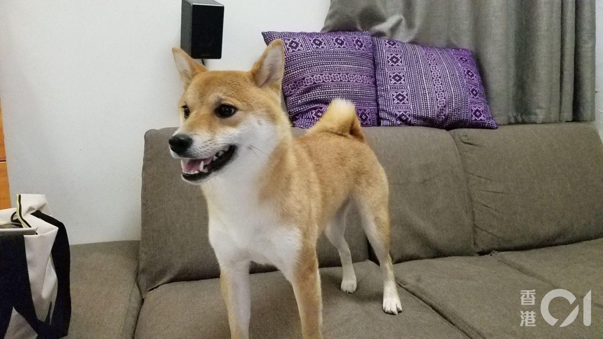 (王譯揚攝) (王譯揚攝)