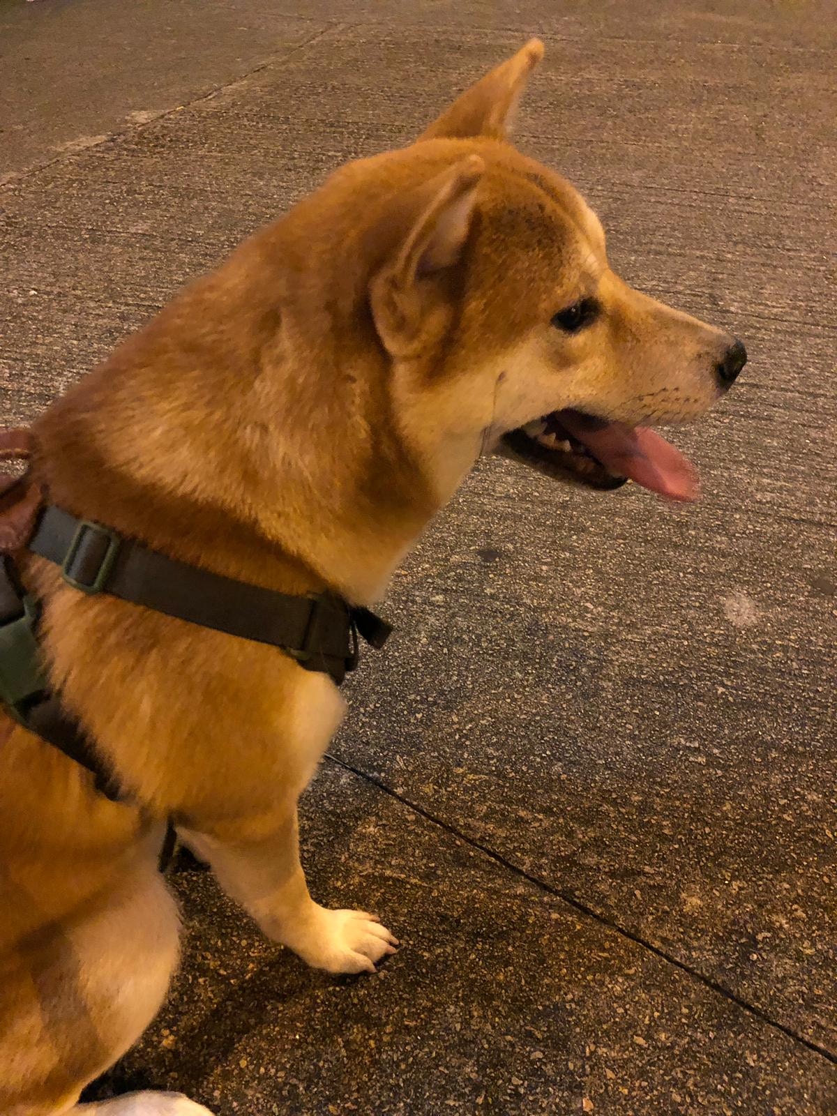 柴犬吉仔逃離現場後,氣喘不斷、猛流鼻水。(受訪者提供) 柴犬吉仔逃離現場後,氣喘不斷、猛流鼻水。(受訪者提供)