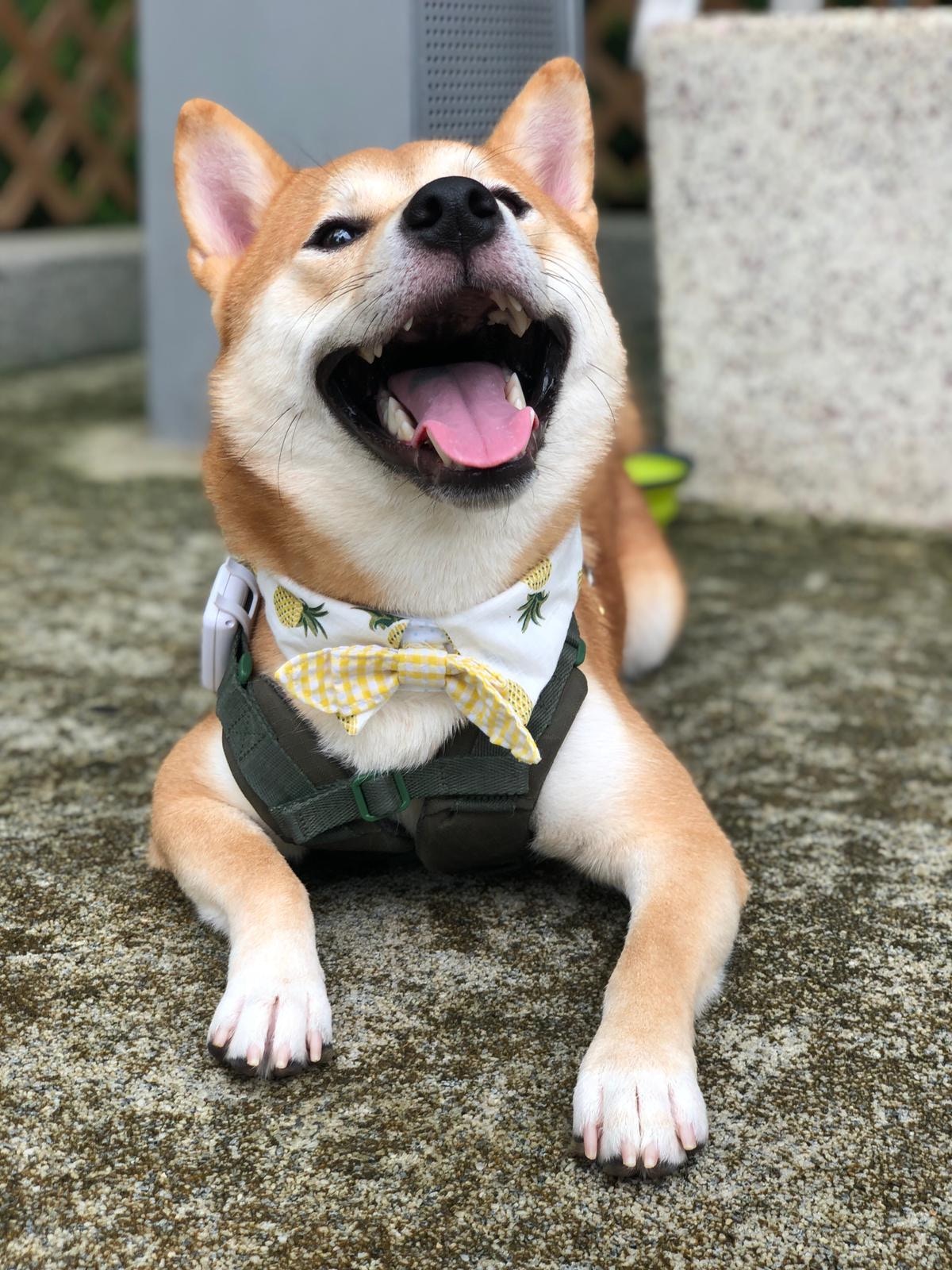 吉仔目前只有一歲半,身體健康無大病。(受訪者提供) 吉仔目前只有一歲半,身體健康無大病。(受訪者提供)