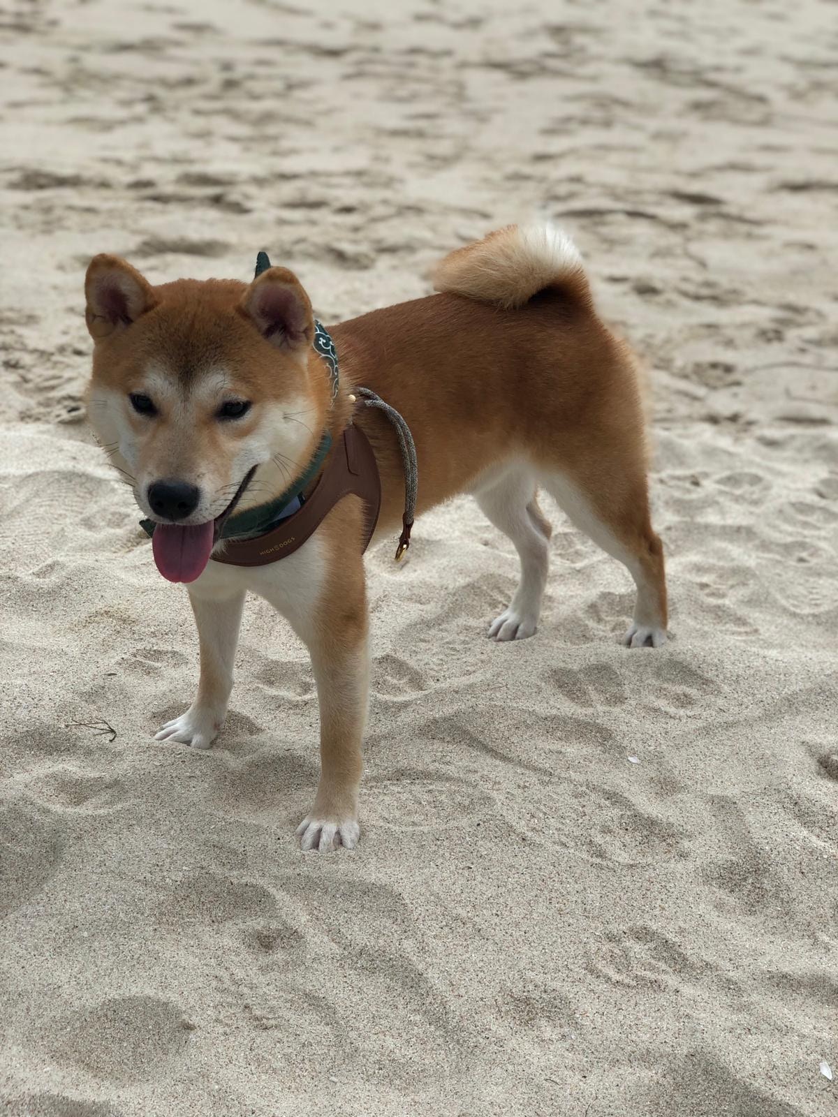 Katie在當晚(8月14日)帶狗散步時,同樣沒有看到示威者,街道人流亦較平日疏落,身旁只有約五、六位路人,不理解警方何以在沒有或只有數名示威者的情況下,仍發射催淚彈。(受訪者提供) Katie在當晚(8月14日)帶狗散步時,同樣沒有看到示威者,街道人流亦較平日疏落,身旁只有約五、六位路人,不理解警方何以在沒有或只有數名示威者的情況下,仍發射催淚彈。(受訪者提供)