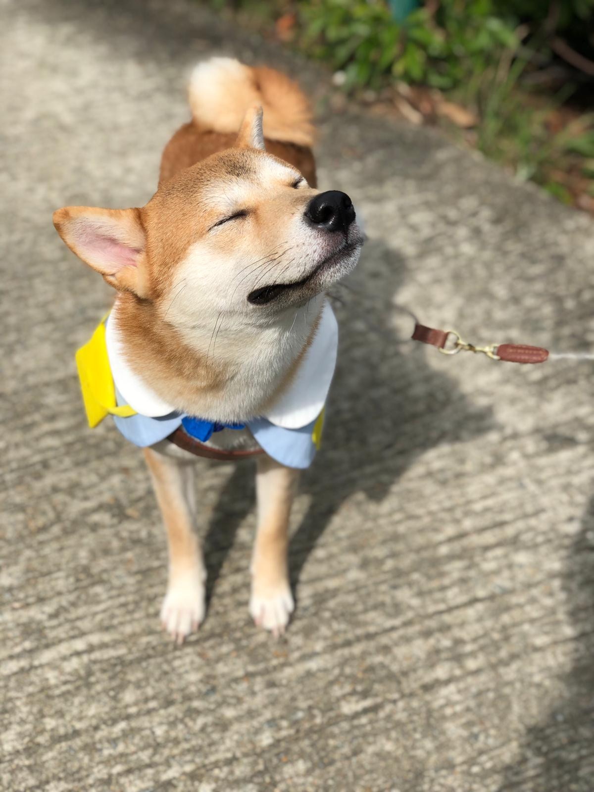 Katie指,每晚放狗是狗主日常生活的一部份。(受訪者提供) Katie指,每晚放狗是狗主日常生活的一部份。(受訪者提供)