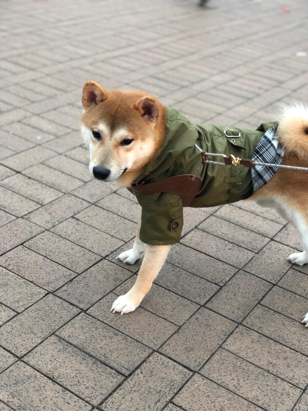 早在本月初(8月6日及8月11日)警方在深水埗警署附近施放催淚彈,她亦如常帶吉仔散步,惟該兩次警方均沒有發射任何催淚彈到內街,並沒有影響她的生活。 早在本月初(8月6日及8月11日)警方在深水埗警署附近施放催淚彈,她亦如常帶吉仔散步,惟該兩次警方均沒有發射任何催淚彈到內街,並沒有影響她的生活。