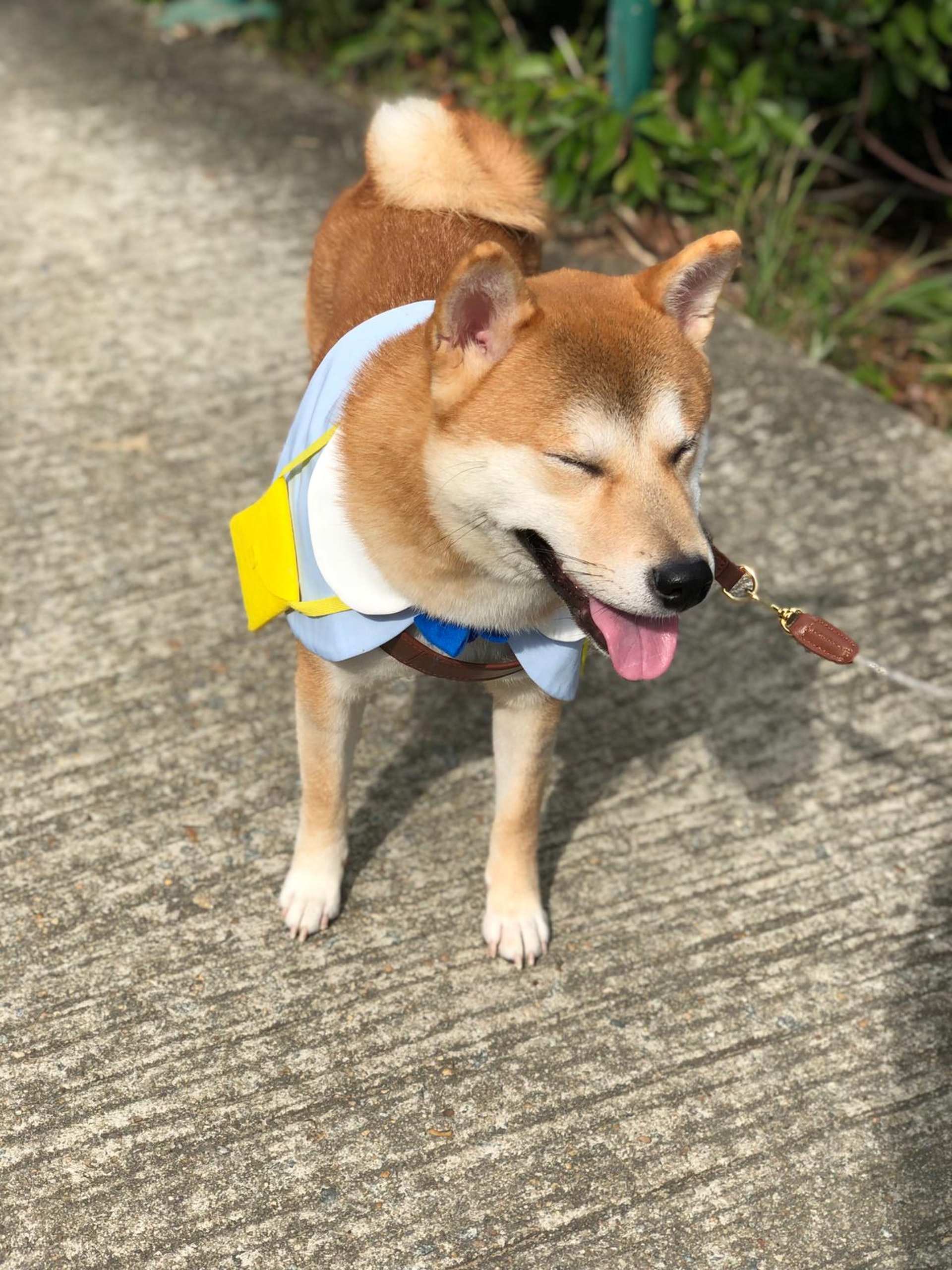 Katie指,吉仔平日比較細膽,不排除當晚受到催淚彈的巨響所驚嚇。(受訪者提供) Katie指,吉仔平日比較細膽,不排除當晚受到催淚彈的巨響所驚嚇。(受訪者提供)