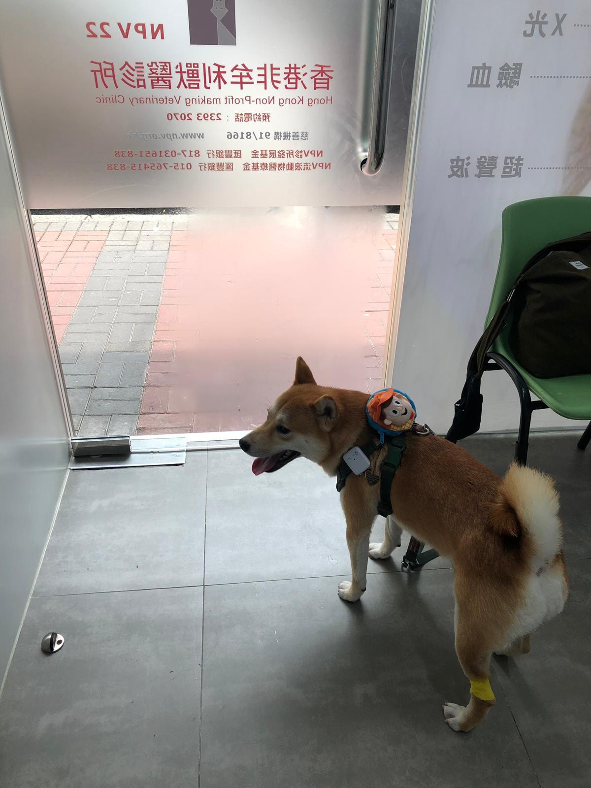 吉仔身體出問題,最心痛莫過於主人。(受訪者提供) 吉仔身體出問題,最心痛莫過於主人。(受訪者提供)