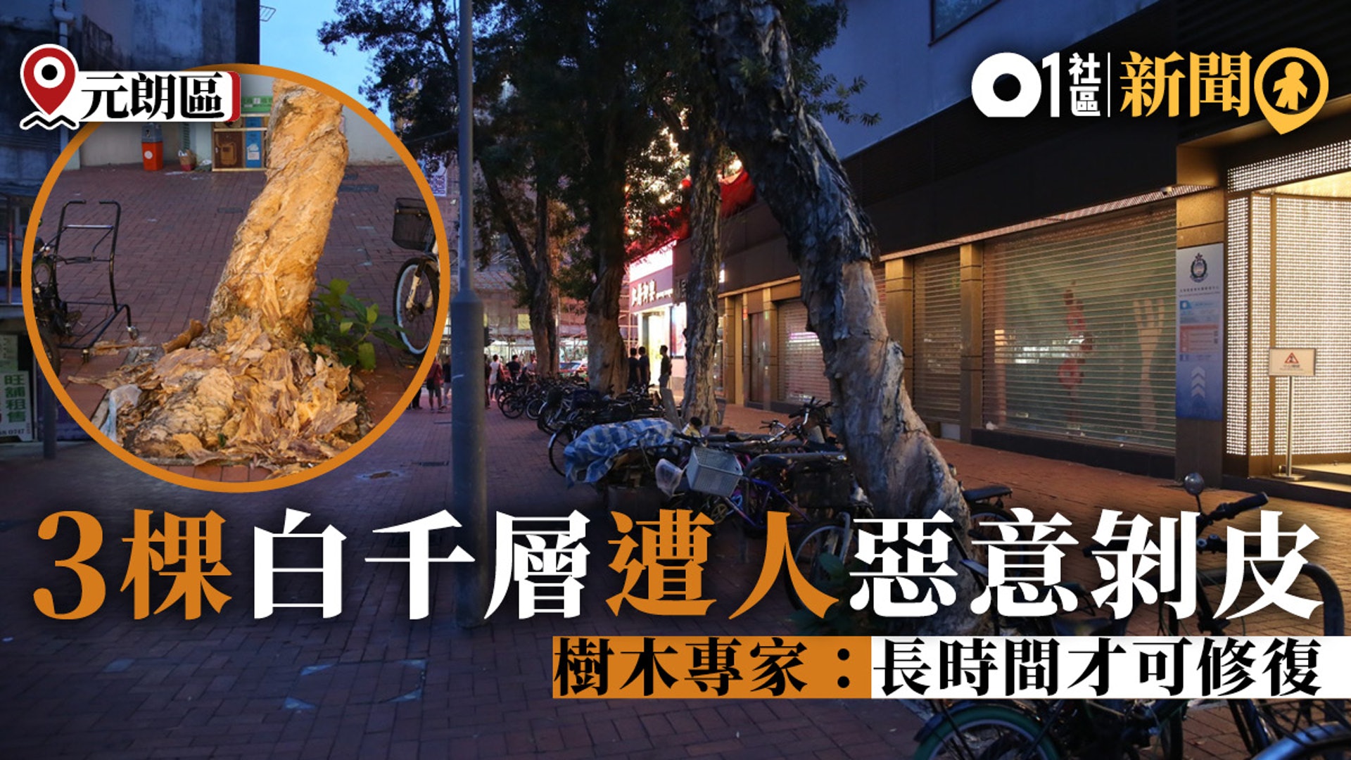 蓄意毁樹 元朗白千層疑遭人剝皮樹木專家 破壞者用心不良 香港01 18區新聞 蓄意毁樹 元朗白千層疑遭人剝皮樹木專家 破壞者用心不良 香港01 18區新聞