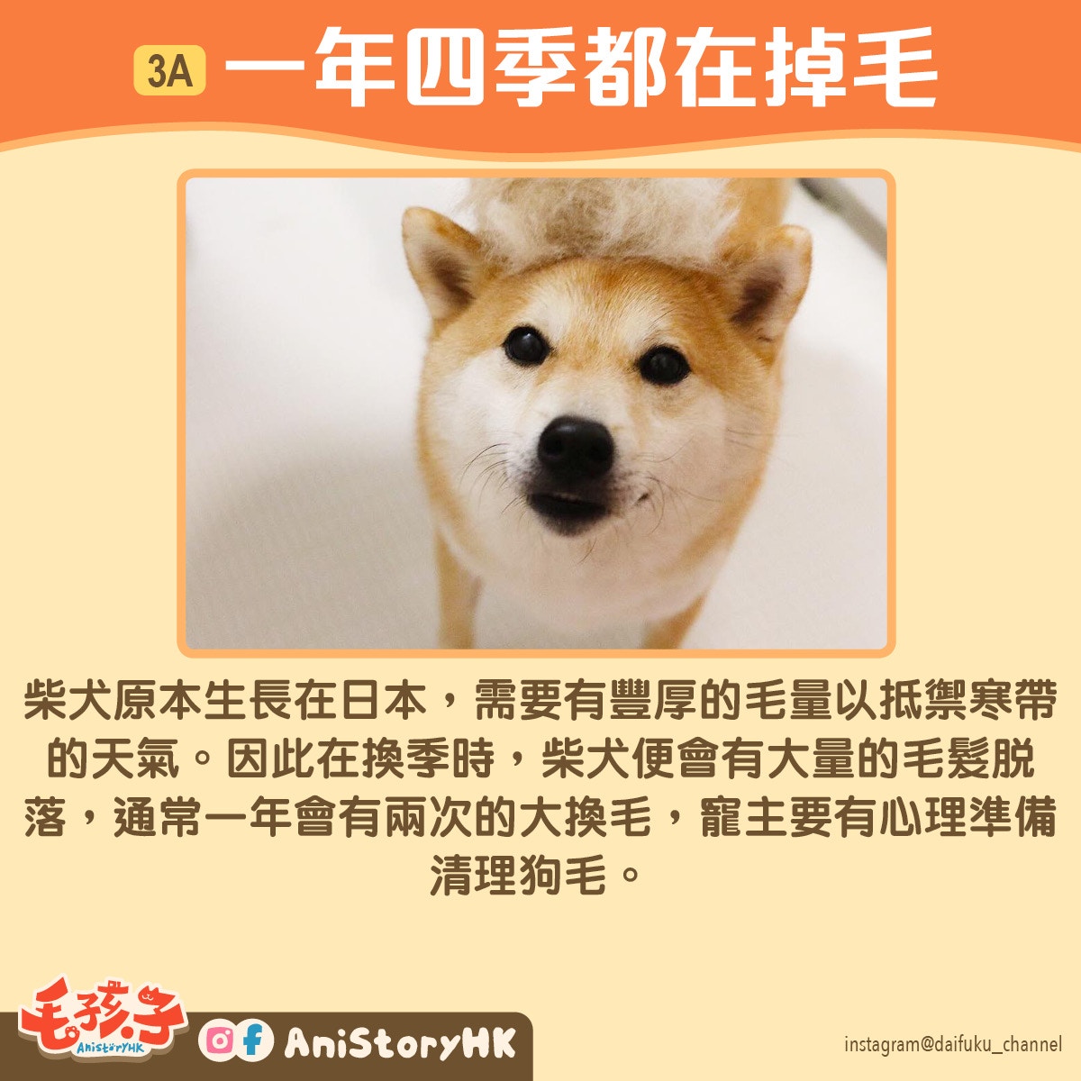 柴犬領養 新手適合養柴犬嗎 領養前先了解柴犬的7個特質