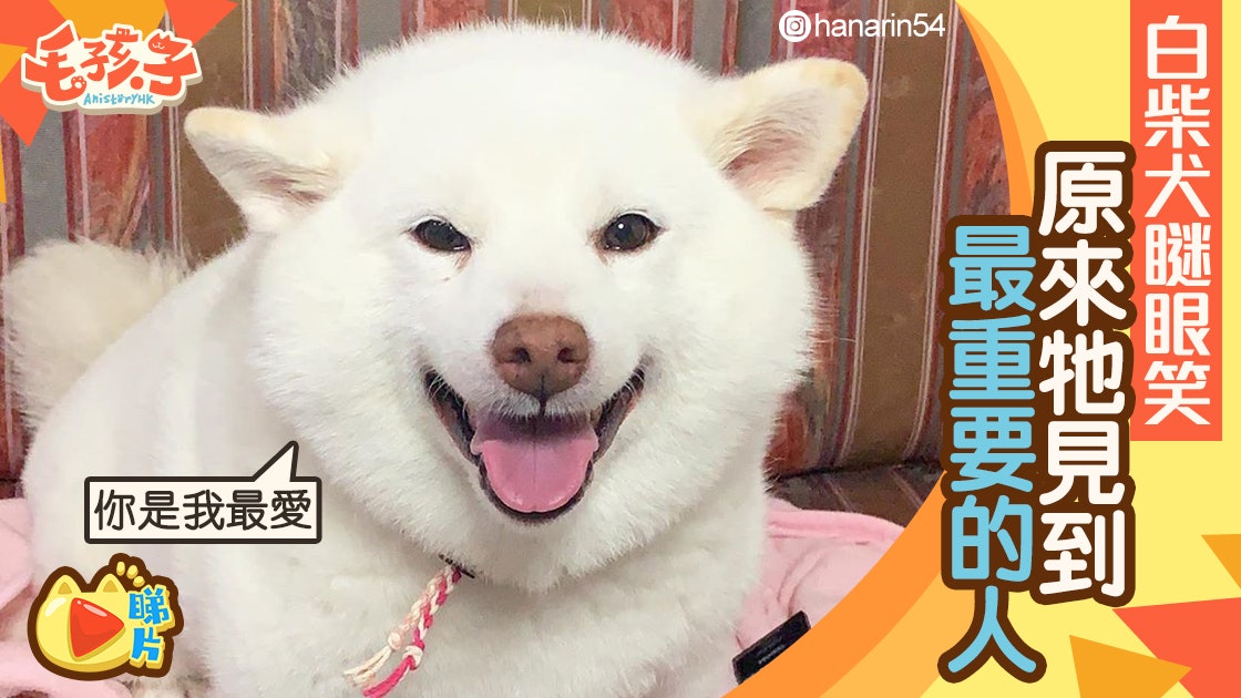 白柴犬興奮露齒笑飛機耳全開因為見到一個人