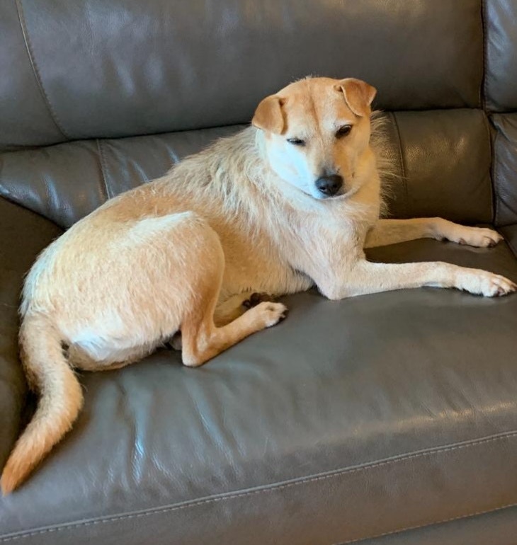 牠走失時沒有配戴任何飾物,身上有晶片,最大特徵是一雙摺耳。(受訪者提供) 牠走失時沒有配戴任何飾物,身上有晶片,最大特徵是一雙摺耳。(受訪者提供)