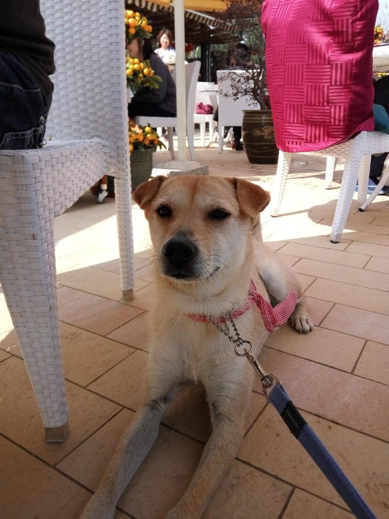 牠於元朗錦田走失。(受訪者提供) 牠於元朗錦田走失。(受訪者提供)