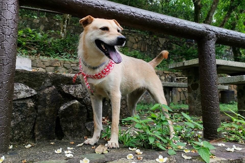 牠年約6歲,毛色為忌廉色,頸上有一圈白色鋼毛,就如天生的頸圈般。(受訪者提供) 牠年約6歲,毛色為忌廉色,頸上有一圈白色鋼毛,就如天生的頸圈般。(受訪者提供)